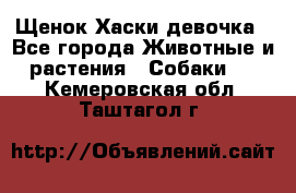 Щенок Хаски девочка - Все города Животные и растения » Собаки   . Кемеровская обл.,Таштагол г.